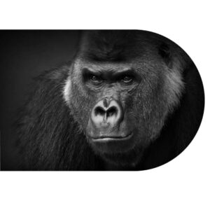 Magic Truffels King Kong