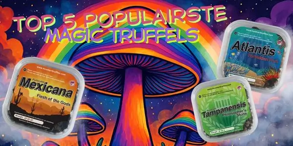 Top 5 populairste magic truffels