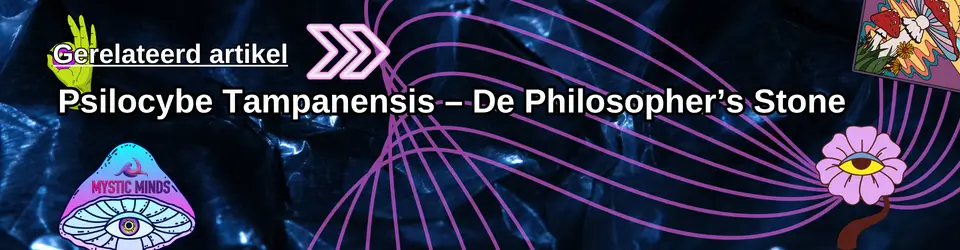 Psilocybe Tampanensis- De Philosopher's Stone