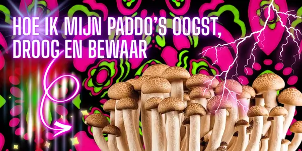 Hoe ik mijn paddo’s oogst, droog en bewaar