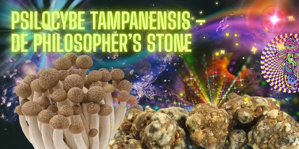 PsIlocybe TampanensIs – De PhIlosopher’s Stone